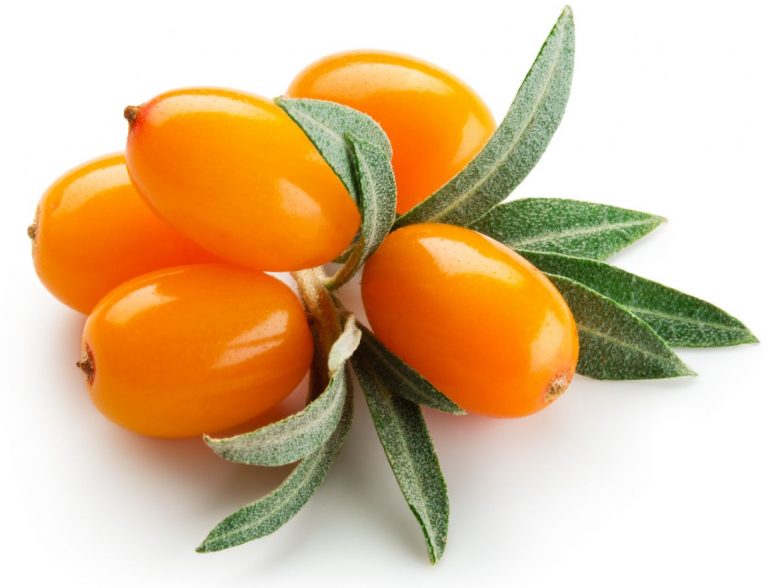 Bio Sanddorn aus Österreich, Sanddorn uns seine Wirkung, Antioxidant, regional, Bio, SANDICCA Akademie