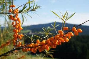 Bio Sanddorn aus Österreich von SANDICCA