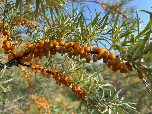 Orangefarbene Sanddornbeeren an einem Zweig vor blauem Himmel