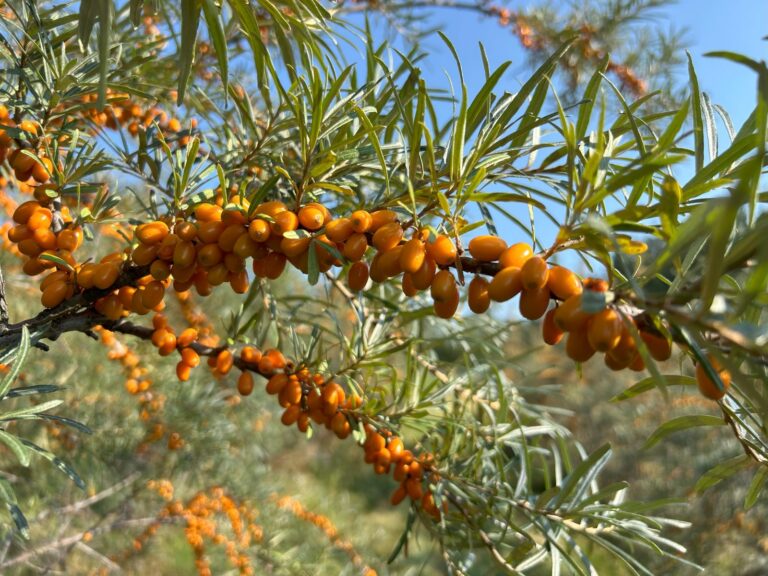 Orangefarbene Sanddornbeeren an einem Zweig vor blauem Himmel